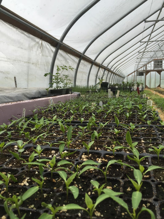4/13: Starting Your Own Seedlings - A Hobbs Farm Talk